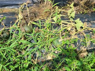 동읍새날농장님의 기타작물 · 영농일지 작성글 사진