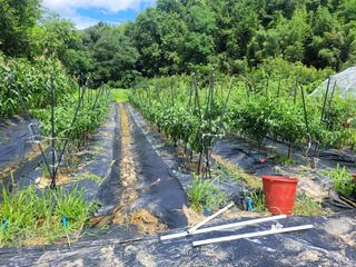 동읍새날농장님의 기타작물 · 영농일지 작성글 사진