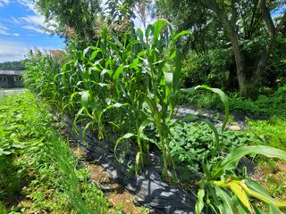 동읍새날농장님의 기타작물 · 영농일지 작성글 사진