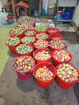 팜모닝 자두·영농일지 게시글 이미지