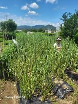 팜모닝 참깨·병해충상담 게시글 이미지