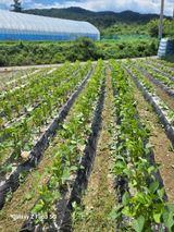 팜모닝 콩·영농일지 게시글 이미지