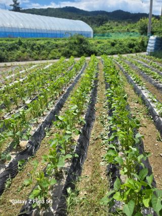 철종님의 콩 · 영농일지 작성글 사진