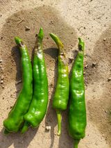 팜모닝 고추·병해충상담 게시글 이미지