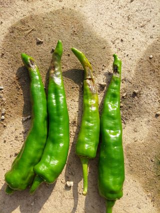 지금은 공돌이님의 고추 · 병해충상담 작성글 사진