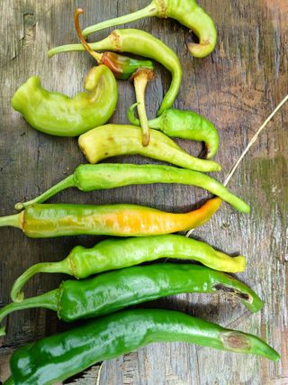 지금은 공돌이님의 고추 · 병해충상담 작성글 사진