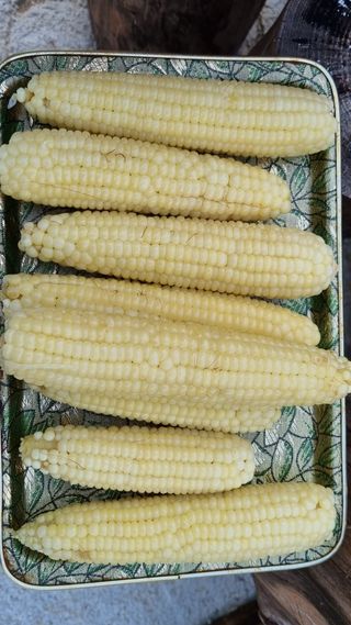 함영규님의 🍗삼복 보양식 추천해요! · 참여글 작성글 사진