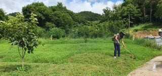 김영진님의 감 · 영농일지 작성글 사진