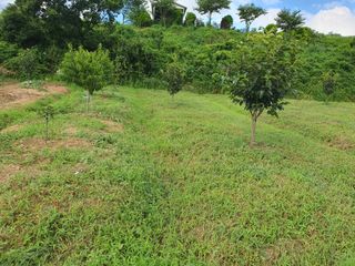 김영진님의 감 · 영농일지 작성글 사진