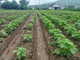 알 수 없음님의 들깨 · 영농일지 작성글 사진