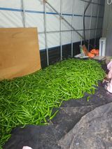 팜모닝 고추·영농일지 게시글 이미지