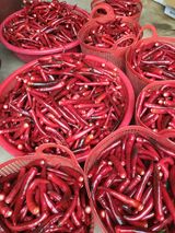 팜모닝 고추·영농일지 게시글 이미지