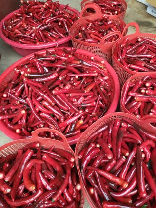 청양 산골꾸찌뽕 님의 고추 · 영농일지 작성글 사진