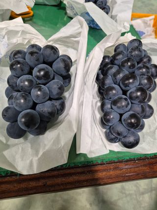 흥부골포도님의 자유주제 · 자유게시판 작성글 사진