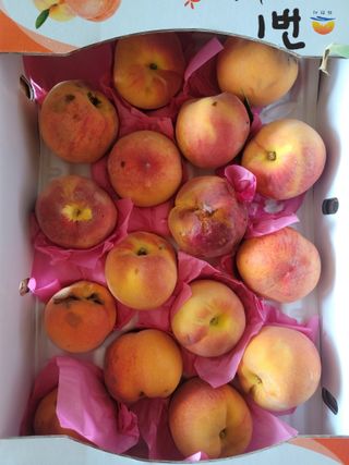 다둥이네농장님의 자유주제 · 자유게시판 작성글 사진