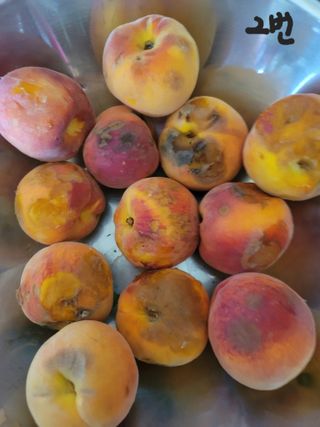 다둥이네농장님의 자유주제 · 자유게시판 작성글 사진