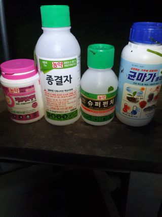 서선옥님의 감 · 영농일지 작성글 사진