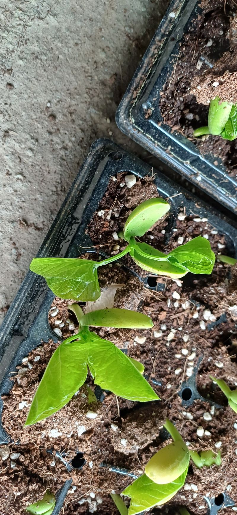 박준규님의 장터 판매 상품 [작두콩차 티백 45T] 첨부 사진