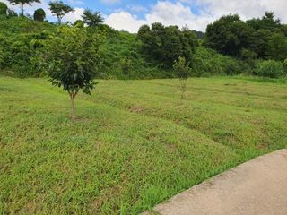 김영진님의 감 · 영농일지 작성글 사진