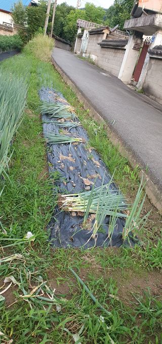 김경옥님의 파 · 영농일지 작성글 사진