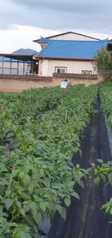 팜모닝 고추·영농일지 게시글 이미지