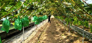 감농사및복합작물님의 포도 · 영농일지 작성글 사진