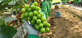 감농사및복합작물님의 포도 · 영농일지 작성글 사진