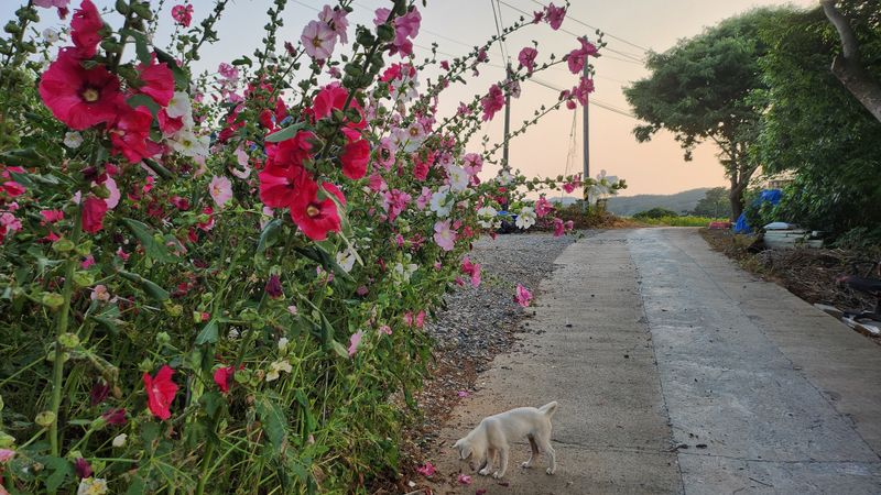 장터 상품 [접시꽃 씨앗(홑꽃 혼합색)] 썸네일