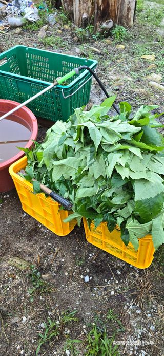 황둔얼렁뚱땅체리농부님의 기타작물 · 자유게시판 작성글 사진