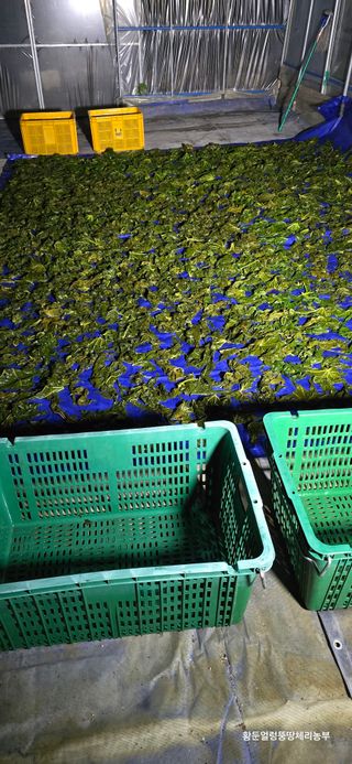 황둔얼렁뚱땅체리농부님의 기타작물 · 자유게시판 작성글 사진