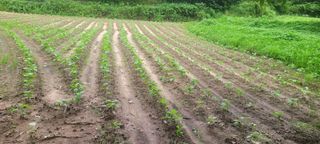 가루개님의 자유주제 · 자유게시판 작성글 사진