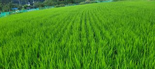 bear님의 벼 · 영농일지 작성글 사진