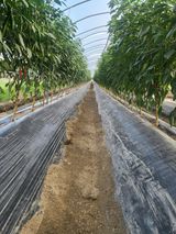 팜모닝 고추·영농일지 게시글 이미지