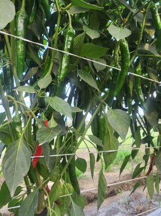 김성제님의 고추 · 영농일지 작성글 사진