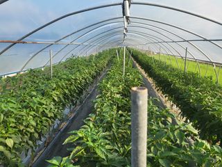 김성제님의 고추 · 영농일지 작성글 사진