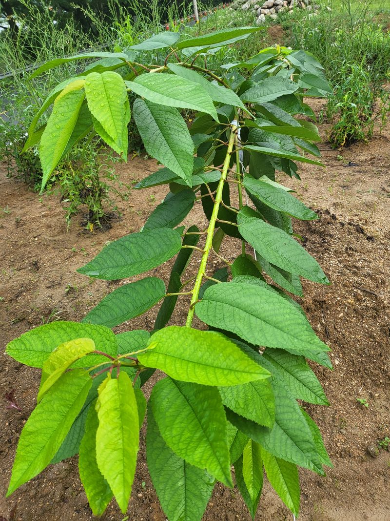 농촌환경을살리는사람님의 장터 판매 상품 [농촌 생활은 풀과의 전쟁  비온 뒤풀이 자라는 속도는 ] 첨부 사진