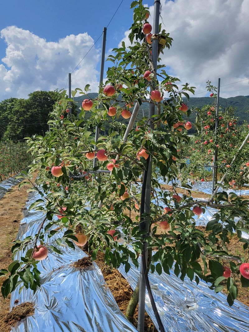 농촌환경을살리는사람님의 장터 판매 상품 [농촌 생활은 풀과의 전쟁  비온 뒤풀이 자라는 속도는 ] 첨부 사진