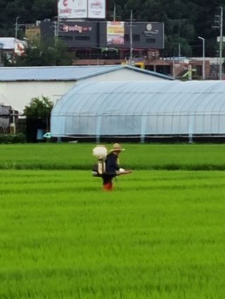 곰새끼님의 벼 · 영농일지 작성글 사진