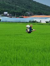 팜모닝 벼·영농일지 게시글 이미지