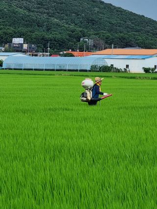 곰새끼님의 벼 · 영농일지 작성글 사진