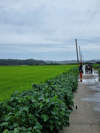 곰새끼님의 벼 · 영농일지 작성글 사진