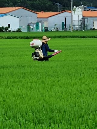 곰새끼님의 벼 · 영농일지 작성글 사진