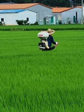 곰새끼님의 벼 · 영농일지 작성글 사진