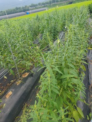 구봉갑산님의 참깨 · 영농일지 작성글 사진