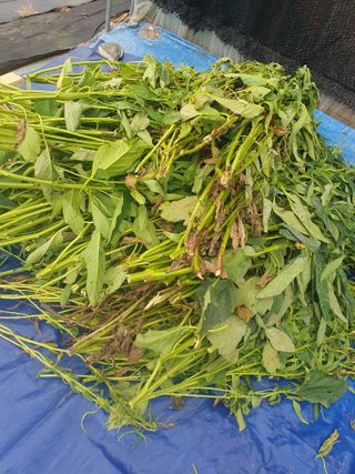 구봉갑산님의 참깨 · 영농일지 작성글 사진