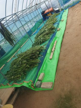 구봉갑산님의 참깨 · 영농일지 작성글 사진