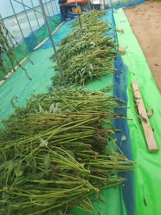 구봉갑산님의 참깨 · 영농일지 작성글 사진