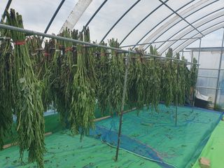 구봉갑산님의 참깨 · 영농일지 작성글 사진