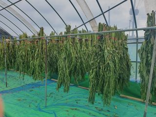 구봉갑산님의 참깨 · 영농일지 작성글 사진