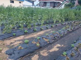 구봉갑산님의 참깨 · 영농일지 작성글 사진